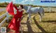 A woman in a red dress standing next to a white horse.